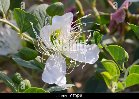 Une fleur de câprier (Capparis spinosa) avec étamines gondolé en hélice (la République de Géorgie, Caucase). Banque D'Images