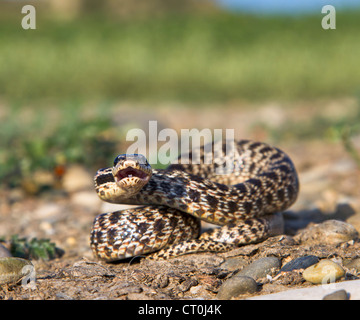 Le serpent tched, ou serpent à quatre lignes de l'est (Elaphe sauromates) préparé à frapper défensivement la République de Géorgie, Caucase). Banque D'Images