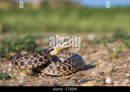 Le serpent tched, ou serpent à quatre lignes de l'est (Elaphe sauromates) préparé à frapper défensivement la République de Géorgie, Caucase). Banque D'Images