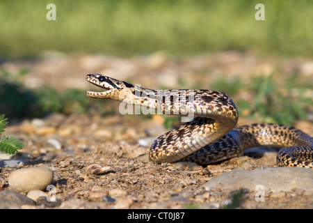 Le serpent tched, ou serpent à quatre lignes de l'est (Elaphe sauromates) faisant une grève, la République de Géorgie, Caucase. Banque D'Images