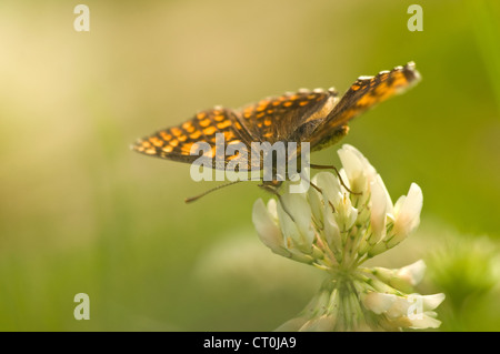 Melitaea Banque D'Images