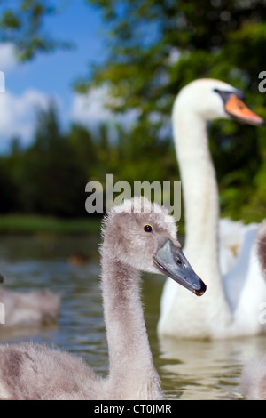 Un jeune sygnet dans un petit lac en Angleterre Banque D'Images