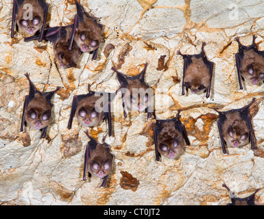 Une colonie de Rhinolophe Euryale (Rhinolophus euryale) dans une grotte (la République de Géorgie, Caucase). Banque D'Images