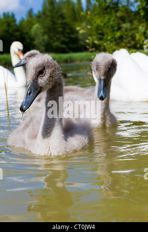 Un jeune sygnet dans un petit lac en Angleterre Banque D'Images