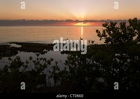 Sunrise en Floride du Sud dans les palétuviers, près de Biscayne Bay Banque D'Images