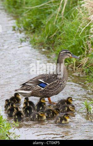 Canard colvert femelle avec les jeunes canetons, Anas platyrhynchos, sur un ruisseau au printemps, à Swinbrook, les Cotswolds, Royaume-Uni Banque D'Images