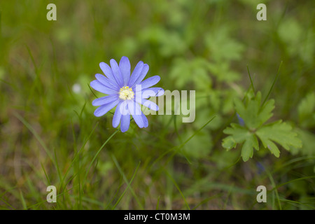 Daisy bleu culture des fleurs sauvages au printemps, à la frontière de Swinbrook dans les Cotswolds, Oxfordshire, UK Banque D'Images