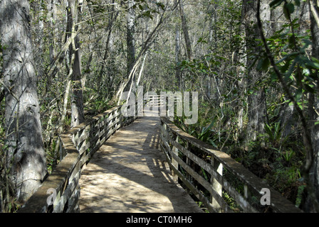 Tire-bouchon dans Swamp Sanctuary près de Naples, en Floride Banque D'Images