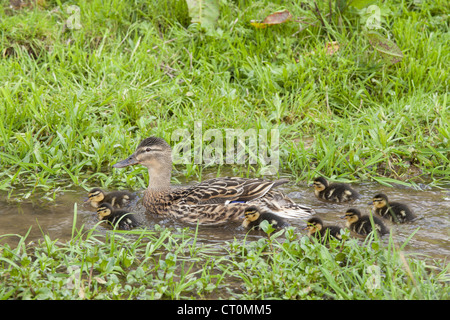 Canard colvert femelle avec de nouveaux canetons, Anas platyrhynchos, sur un ruisseau au printemps, à Swinbrook, les Cotswolds, Royaume-Uni Banque D'Images