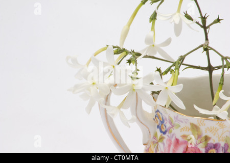 Açores fleurs de jasmin (Jasminum azoricum) dans un pichet en porcelaine sur fond blanc Banque D'Images