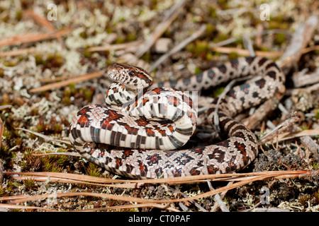 Le nouveau-né (Pantherophis guttatus serpent de maïs) affichage défensive Banque D'Images