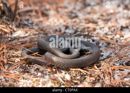 Les jeunes du nord de l'black Racer Coluber constrictor (c.) Serpent Banque D'Images