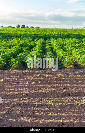 Le manioc (Manihot esculenta (L.) Crantz) Banque D'Images