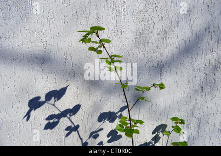 Tilleul Lime branche avec feuilles sur fond blanc de paroi. Banque D'Images