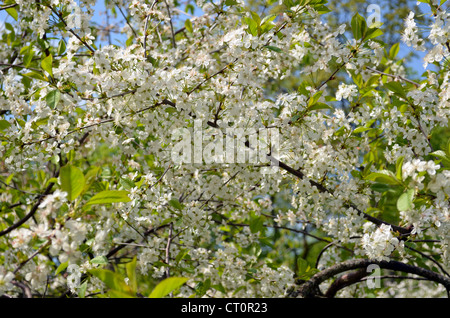 Gros plan du cerisier blanc branches brindilles avec de nombreuses fleurs. Banque D'Images