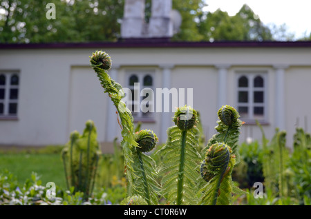 Écartant les bourgeons des feuilles de fougère dans jardin de banlieue. La flore naturelle de détails. Banque D'Images