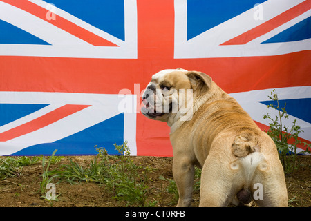 British Bulldog avec union jack flag Banque D'Images