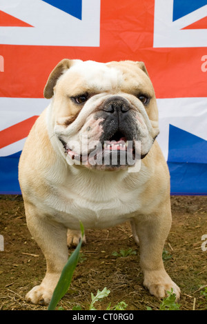 British Bulldog avec union jack flag Banque D'Images