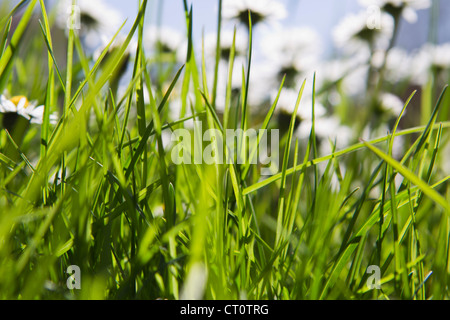 Close up de brins d'herbe dans le champ Banque D'Images