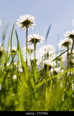 Close up of flowers growing in field Banque D'Images