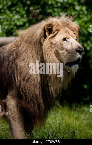 Lion à Paradise Wildlife Park, Broxbourne Banque D'Images