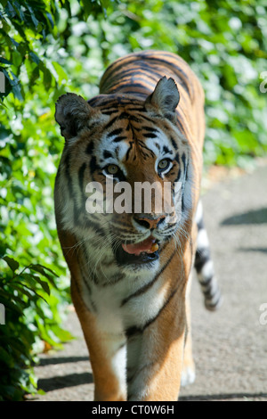 Tiger au Paradise Wildlife Park, Broxbourne Banque D'Images