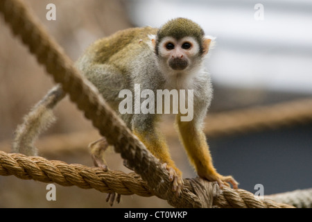 Jeu de singe sur des cordes en captivité Saimiri sciureus singe-écureuil commun Banque D'Images