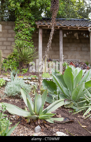 L'agave (Agave celsii) fleur Banque D'Images