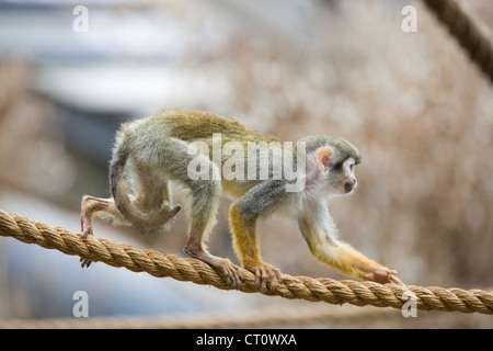 Jeu de singe sur des cordes en captivité Saimiri sciureus singe-écureuil commun Banque D'Images