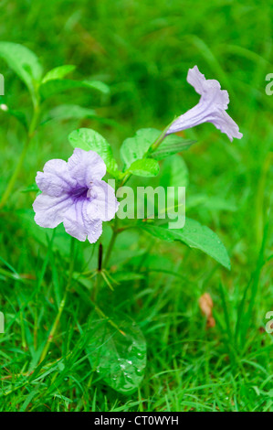 Fleurs violettes sur fond vert. Banque D'Images