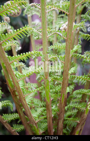 Fougère Arborescente - Dicksonia antartica. Comme le déploiement croisiers se développer à la pleine taille Banque D'Images