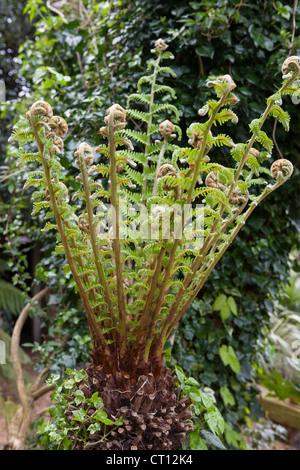 Fougère Arborescente - Dicksonia antartica. Comme le déploiement croisiers se développer à la pleine taille Banque D'Images