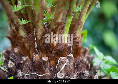 Dicksonia antartica fougère arborescente close up Banque D'Images