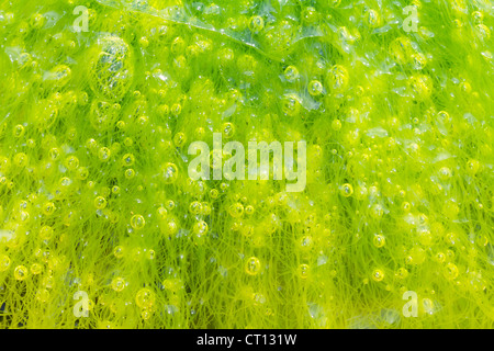 Un plan macro de bulles dans l'algue Ulva à marée basse. Banque D'Images