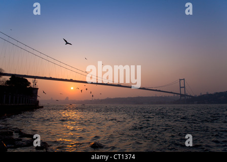 Birds flying over bridge sur urban bay Banque D'Images