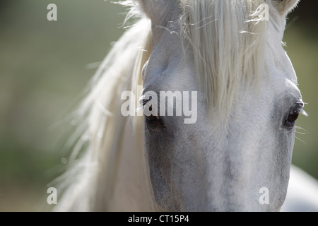 Close up of horses yeux Banque D'Images
