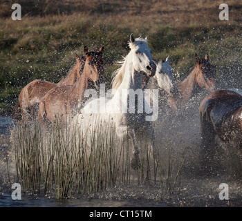 Chevaux qui courent dans l'eau Banque D'Images