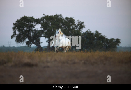 Horse in field Banque D'Images