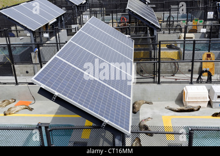 Panneaux solaires, Marine Mammal Center, California, USA. Banque D'Images