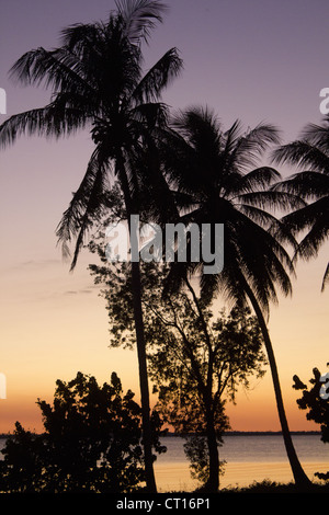 Silhouette of palm trees at sunset Banque D'Images