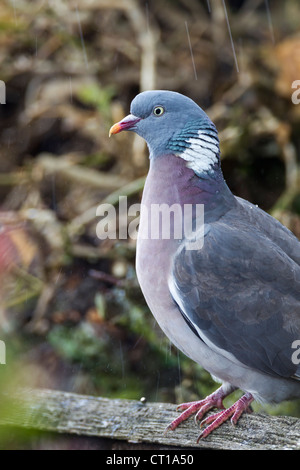 Un Ramier Columba palumbus (Columbidae) s'assit sur une clôture sous la pluie Banque D'Images