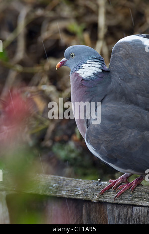 Un Ramier Columba palumbus (Columbidae) s'assit sur une clôture sous la pluie Banque D'Images