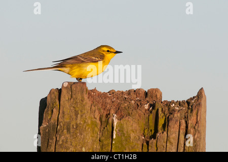 La Bergeronnette printanière (Motacilla flava flavissima) mâle adulte, Kent, Angleterre Banque D'Images