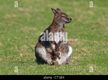 WALLABY DE BENNETT MICROPUS RUFOGISEUS AVEC DE JEUNES Banque D'Images