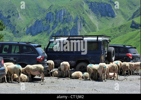 Troupeau de moutons se reposant dans l'ombre des véhicules sur place parking au Col du Soulor, Hautes-Pyrénées, Pyrénées, France Banque D'Images