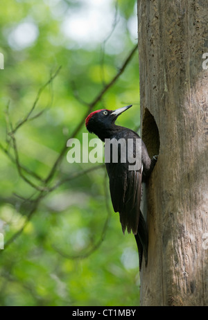 Pic noir Dryocopus martius mâle au nid Banque D'Images