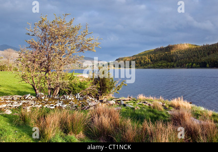 La lumière de fin de soirée sur la rive du lac de Llyn Cwellyn dans le Nant-y-Betws Valley, le parc national de Snowdonia Gwynedd au nord du Pays de Galles au Royaume-Uni, Banque D'Images