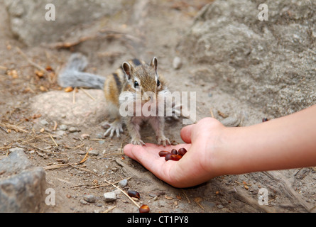 Le tamia de Sibérie, le Chipmunk (Eutamias sibiricus). Le lac Baïkal, en Sibérie, Fédération de Russie Banque D'Images