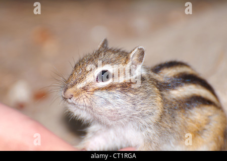 Le tamia de Sibérie, le Chipmunk (Eutamias sibiricus). Le lac Baïkal, en Sibérie, Fédération de Russie Banque D'Images