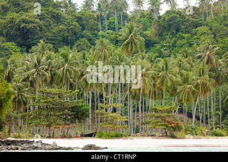 Forêt de Cocotiers à Ko Phi Phi Island, Thaïlande Banque D'Images